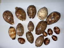 cowrie shell for sale cowrie shell for sale UK