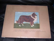 Rare antique collie for sale  WARRINGTON
