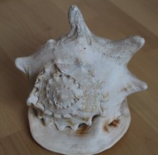 Wunderschöne große fechtersc gebraucht kaufen  Freiburg im Breisgau