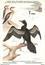 Animaux oiseaux cormoran d'occasion  Fruges