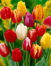 100 tulpenzwiebeln darwin gebraucht kaufen  Emden