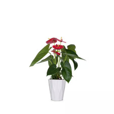 red planters plants for sale red planters plants for sale Denver