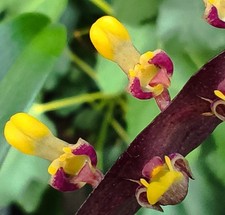 Pflanze bulbophyllum falcatum gebraucht kaufen  Erfurt