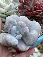 Rare cute succulent for sale  OLDBURY