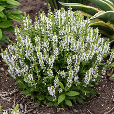Salvia bumblesnow garden for sale  UK