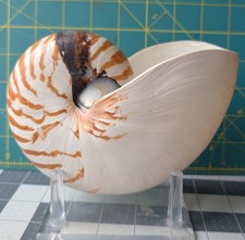 nautilus shell for sale  Houston
