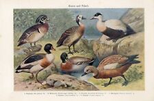 Antigua impresión litográfica CAROLINA DUCK RUBBY SHELDUCK CUDDY'S DUCK MALLARD de 1895 segunda mano  Embacar hacia Argentina