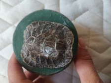 terrapin for sale terrapin for sale DUNMOW