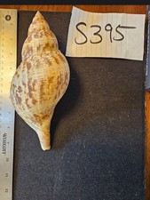 Tulip shell 9.5 for sale  Warner Robins