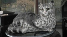 Cat near life for sale  Fairfield
