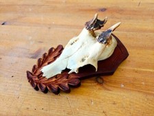 Rehgeweih abnorm jagdtrophäe gebraucht kaufen  Tholey