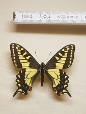 papilio gebraucht kaufen papilio gebraucht kaufen Halle