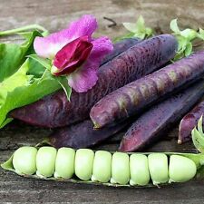 Suttons pea blauwschokker for sale  PAIGNTON