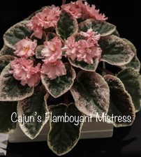 African violet plant for sale  Portage