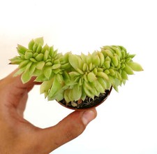 Echeveria isola capri usato  Napoli