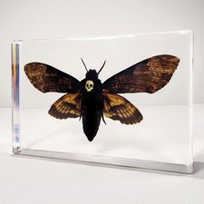Death head moth for sale  Grants Pass