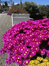 Talee mesembriantemo delosperm usato  San Benedetto del Tronto