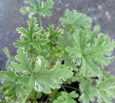 Duft pelargonie lady gebraucht kaufen  Oberursel (Taunus)