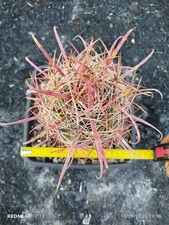 Ferocactus gracilis hardgrown usato  Paterno