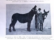 Asinerie mule mulet d'occasion  Vesoul
