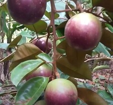 Large caimito purple for sale  Levittown