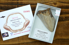 Wow genuine megalodon for sale  UK