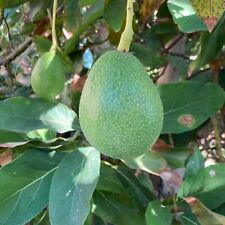 Bacon avocado seeds for sale  Encinitas