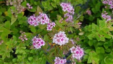 Spiraea japonica little d'occasion  Mont-près-Chambord