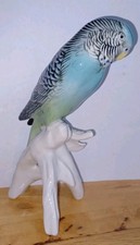 budgerigar birds for sale budgerigar birds for sale SOUTHSEA