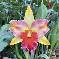 Thai cattleya orchid for sale  FELTHAM