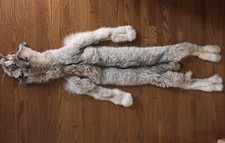 Alaskan lynx pelt for sale  Bozeman