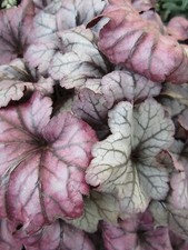 Heuchere petite feuille d'occasion  Metz-
