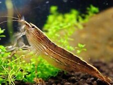 Bamboo shrimp singapore for sale  Renton