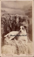 Usado, EXETER CDV FABULOUS JACK RUSSELL TERRIER CACHORRO ANIMAL DE ESTIMAÇÃO FOTO ANIMAL VITORIANO #B8839 comprar usado  Enviando para Brazil