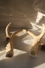 Hirschgeweih geweihabschnitte  gebraucht kaufen Hirschgeweih geweihabschnitte  gebraucht kaufen  Sonthofen