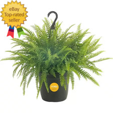 Boston fern indoor for sale  Fremont