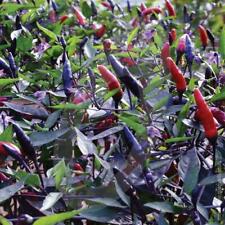 Pepper hot chilli for sale  BURTON-ON-TRENT