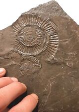 Autentica ammonite dactyliocer usato  Minerbio