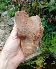 Fossil woolly mammoth for sale  WREXHAM