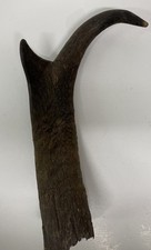 Pronghorn antelope antler for sale  Gillette