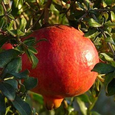 Punica granatum lyubimy d'occasion Punica granatum lyubimy d'occasion  Pouzauges