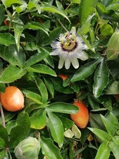Passion fruit passiflora for sale  MAIDSTONE