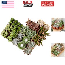 Succulents plants live for sale  Denver