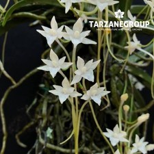 Rangaeris muscicola small for sale  Miami
