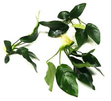Anubias nana live for sale  PLYMOUTH