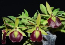 Orchid hybrid epidendrum for sale  Sacramento