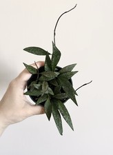 Hoya pari flora d'occasion  Expédié en Belgium