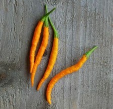 Semi peperoncino thai usato  Jolanda di Savoia