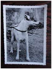 Postcard photo animals d'occasion  Expédié en Belgium