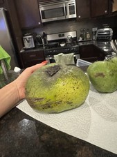 Black sapote big for sale  Elmwood Park